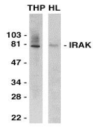 AP09141PU-N - IRAK1