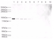 AP09237PU-N - USP7 / HAUSP