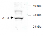 AP09241PU-N - ATF3