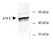 AP09241PU-N - ATF3