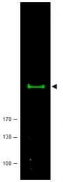 AP09299PU-N - mTOR / FRAP1