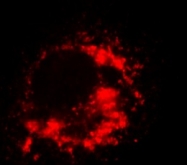 AP09088SU-N - SARS ORF1ab polyprotein
