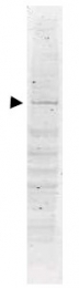 AP09211PU-N - DNA polymerase kappa