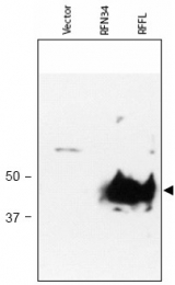 AP09137PU-N - RFFL / RNF189