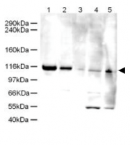 AP09255PU-N - ATAD5