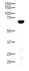 AP09262PU-N - Delta-like protein 4 / DLL4