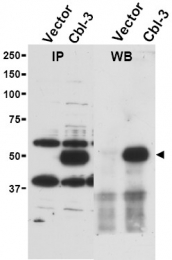 AP09295PU-N - CBLC / RNF57