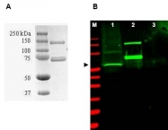 AP09135PU-N - SAE1 / AOS1