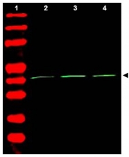 AP09293PU-N - Actin beta / ACTB