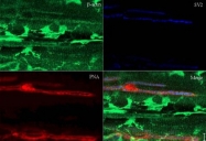 AP09293PU-N - Actin beta / ACTB