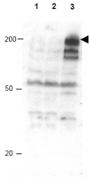AP09273PU-N - APC1 / ANAPC1