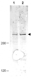 AP09286PU-N - APC1 / ANAPC1