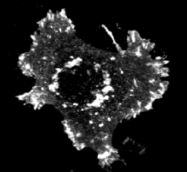 AP09305PU-N - ASAP1 / DDEF1