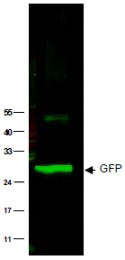 AP09218PU-N - GFP