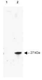 AP09229FC-N - RFP-Tag