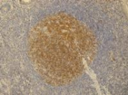 SM3106P - PAG1 / Csk-binding protein