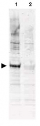 AP09285PU-N - CDC16 / APC6