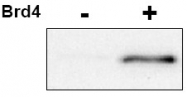 AP09363PU-N - CDK9