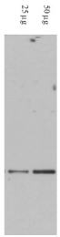 AP09345PU-N - DAXX