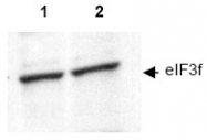 AP09323PU-N - EIF3F / EIF3S5