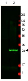 AP09426PU-N - GFP