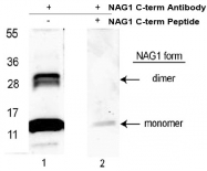 AP09407PU-N - GDF15