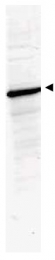 AP09288PU-N - HDAC1