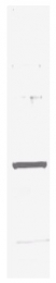 R1181HRP - 6xHistidine Epitope Tag