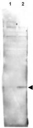 AP09307PU-N - Histone H2A.v