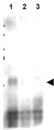 AP09316PU-N - MER2