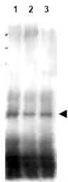 AP09317PU-N - MER2