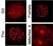 AP09322PU-N - MLF1IP