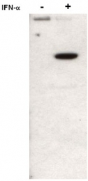 AP09400PU-S - STAT2