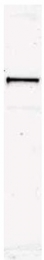 AP09281PU-N - UBASH3B / STS1