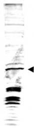 AP09279PU-N - swi6