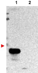AP09153PU-N - TMBIM1 / RECS1