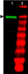AP09131PU-N - UBE1 / UBA1