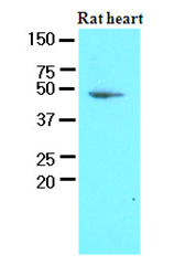AM09090PU-N - PDK1