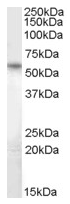 AP16682PU-N - BRUNOL5 / CELF5