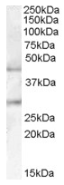 AP16681PU-N - B3GNT2 / B3GALT7