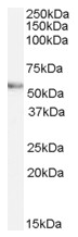 AP16610PU-N - Vang-like protein 2 (VANGL2)