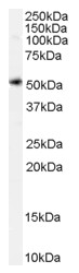 AP16609PU-N - XCT / SLC7A11