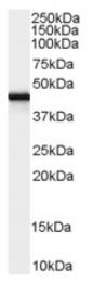AP16558PU-N - Zygin-1