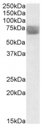 AP09436PU-N - Tripeptidyl-peptidase 1 (TPP1)
