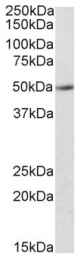 AP09441PU-N - IDO2 / INDOL1