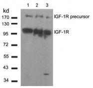 AP02787PU-S - CD221 / IGF1R