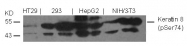 AP09459PU-S - Cytokeratin 8