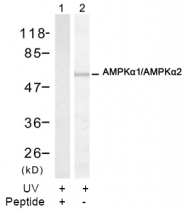 AP02704PU-S - AMPK1/AMPK2