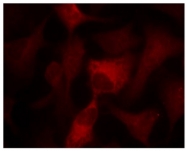 AP02704PU-S - AMPK1/AMPK2