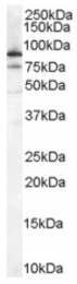 AP16474PU-N - XRCC5 / Ku80 / Ku86